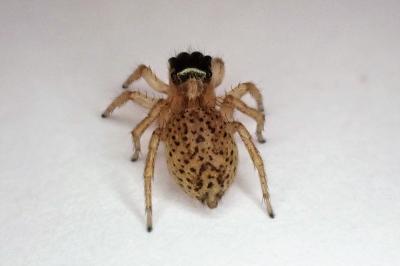 <i>Saitis barbipes</i>
