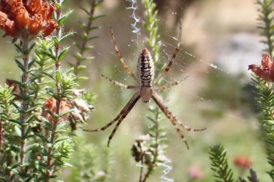 <i>Argiope bruennichi</i>