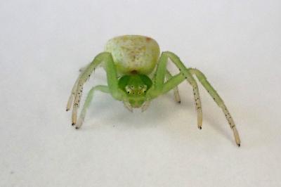 <i>Ebrechtella tricuspidata</i>