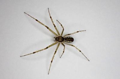<i>Linyphia triangularis</i>