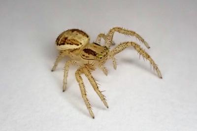 <i>Xysticus</i>
