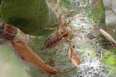 <i>Allagelena gracilens</i>