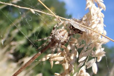 <i>Araneus quadratus</i>