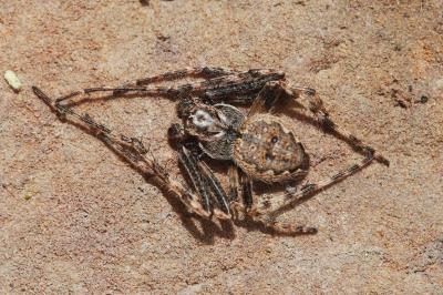 <i>Nuctenea</i>