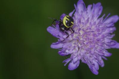 <i>Synema globosum</i>