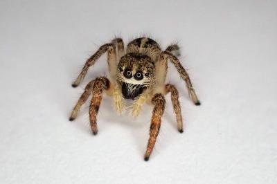<i>Pellenes tripunctatus</i>