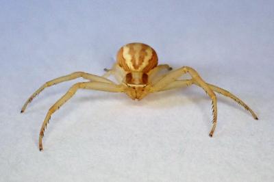 <i>Runcinia grammica</i>