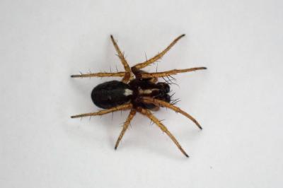 <i>Hypsosinga albovittata</i>