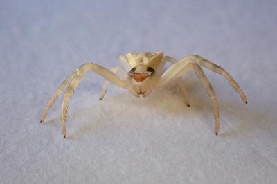 <i>Thomisus onustus</i>