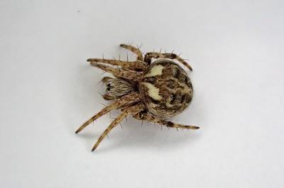 <i>Agalenatea redii</i>