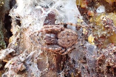 <i>Nuctenea umbratica</i>
