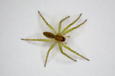 <i>Dolomedes</i>