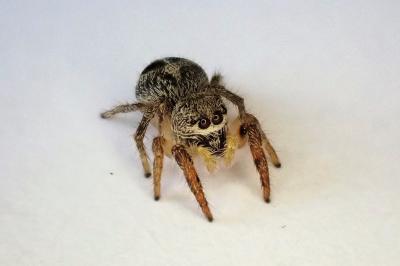 <i>Pellenes tripunctatus</i>