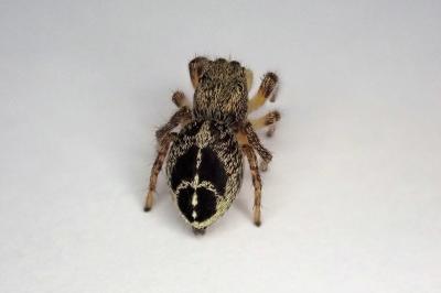 <i>Pellenes tripunctatus</i>