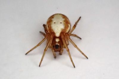 <i>Hypsosinga albovittata</i>