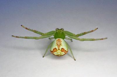 <i>Ebrechtella tricuspidata</i>
