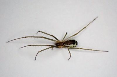 <i>Neriene radiata</i>