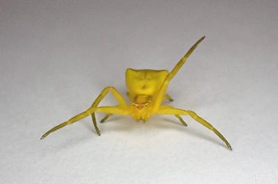 <i>Thomisus onustus</i>