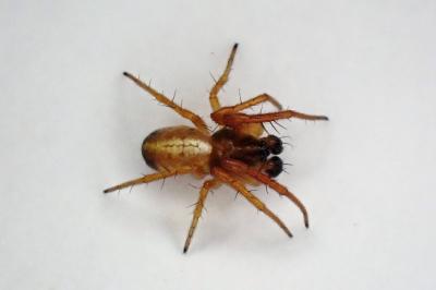 <i>Hypsosinga</i>