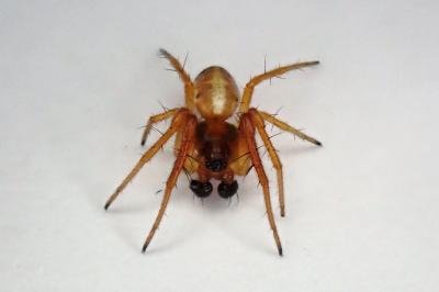 <i>Hypsosinga</i>