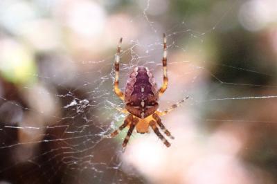 <i>Araneus diadematus</i>