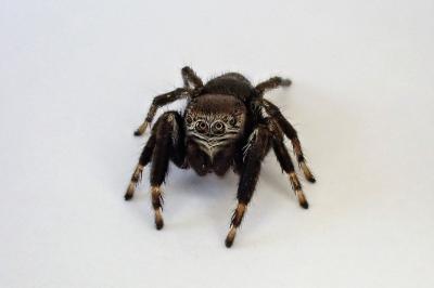 <i>Evarcha arcuata</i>