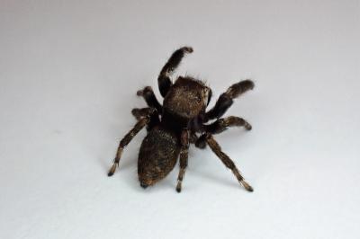 <i>Evarcha arcuata</i>