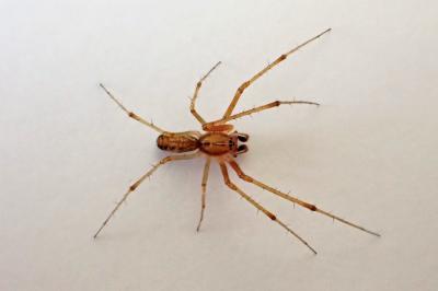 <i>Linyphia triangularis</i>