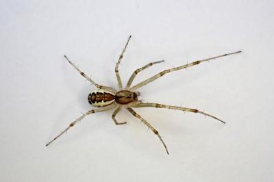 <i>Linyphia triangularis</i>
