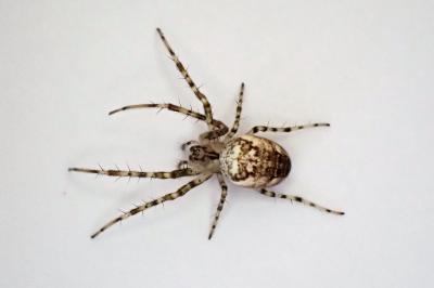 <i>Metellina</i>