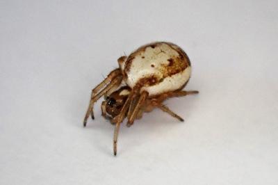 <i>Hypsosinga albovittata</i>