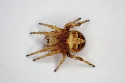 <i>Agalenatea redii</i>