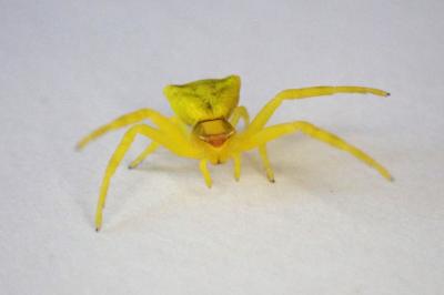 <i>Thomisus onustus</i>