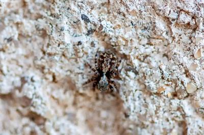 <i>Pseudeuophrys lanigera</i>