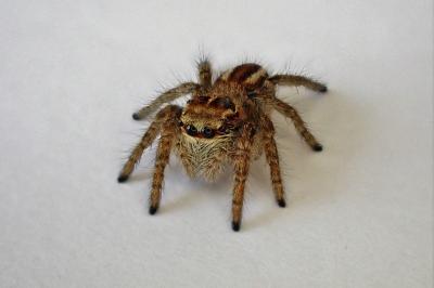 <i>Philaeus chrysops</i>