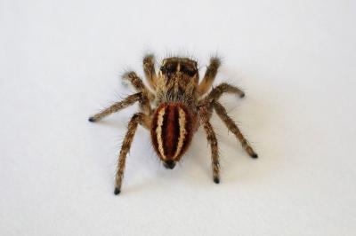 <i>Philaeus chrysops</i>
