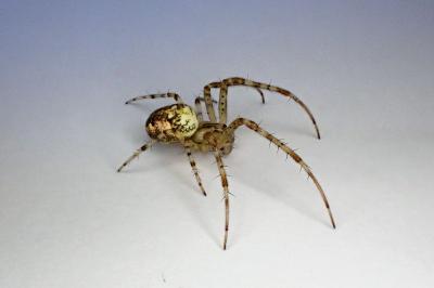 <i>Metellina</i>