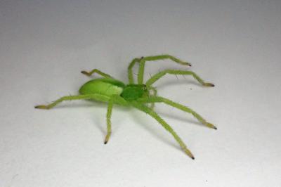 <i>Micrommata virescens</i>