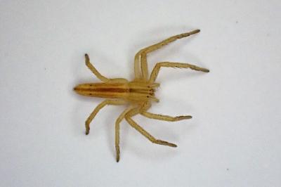 <i>Tibellus</i>