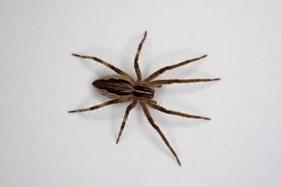 <i>Pisaura mirabilis</i>
