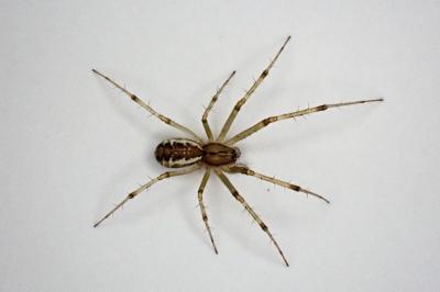 <i>Linyphia triangularis</i>