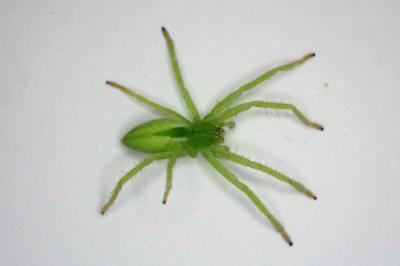 <i>Micrommata virescens</i>