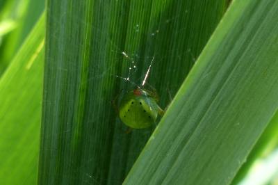 <i>Araniella</i>