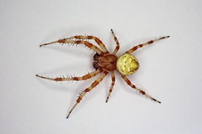 <i>Araneus quadratus</i>