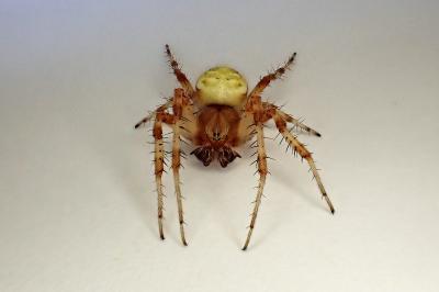 <i>Araneus quadratus</i>