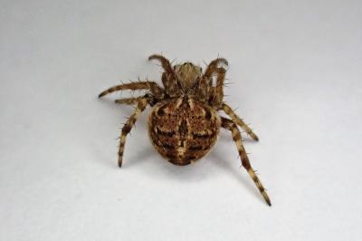 <i>Agalenatea redii</i>