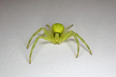 <i>Misumena vatia</i>