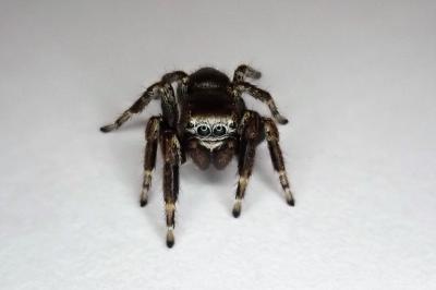 <i>Evarcha arcuata</i>