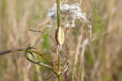 <i>Argiope bruennichi</i>