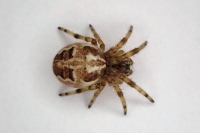 <i>Larinioides</i>